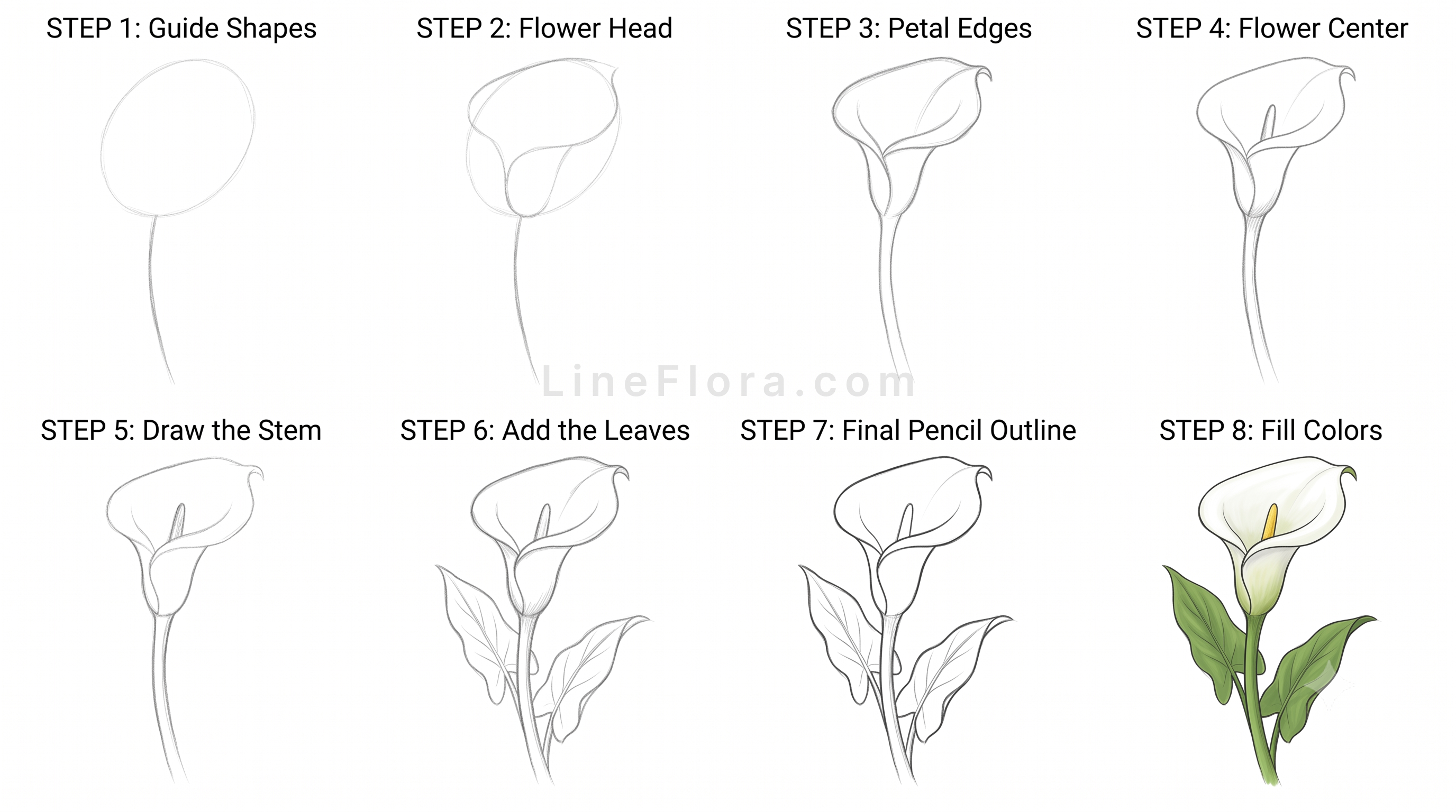 Calla Lily