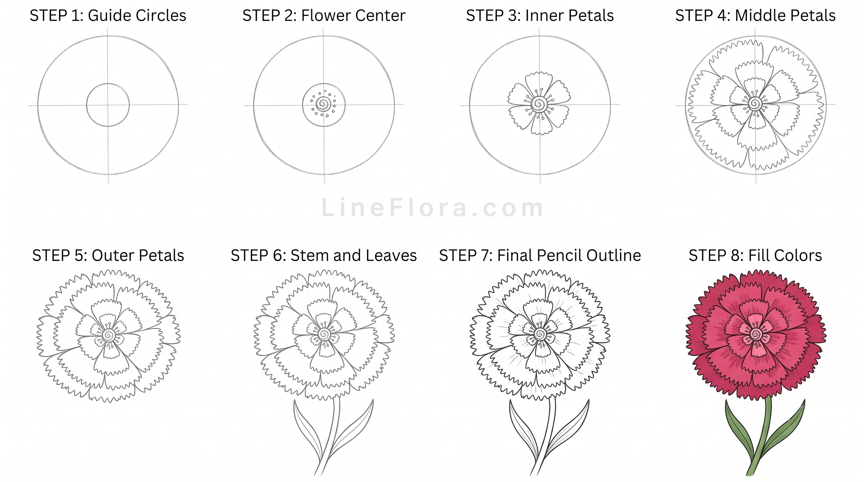 Carnation