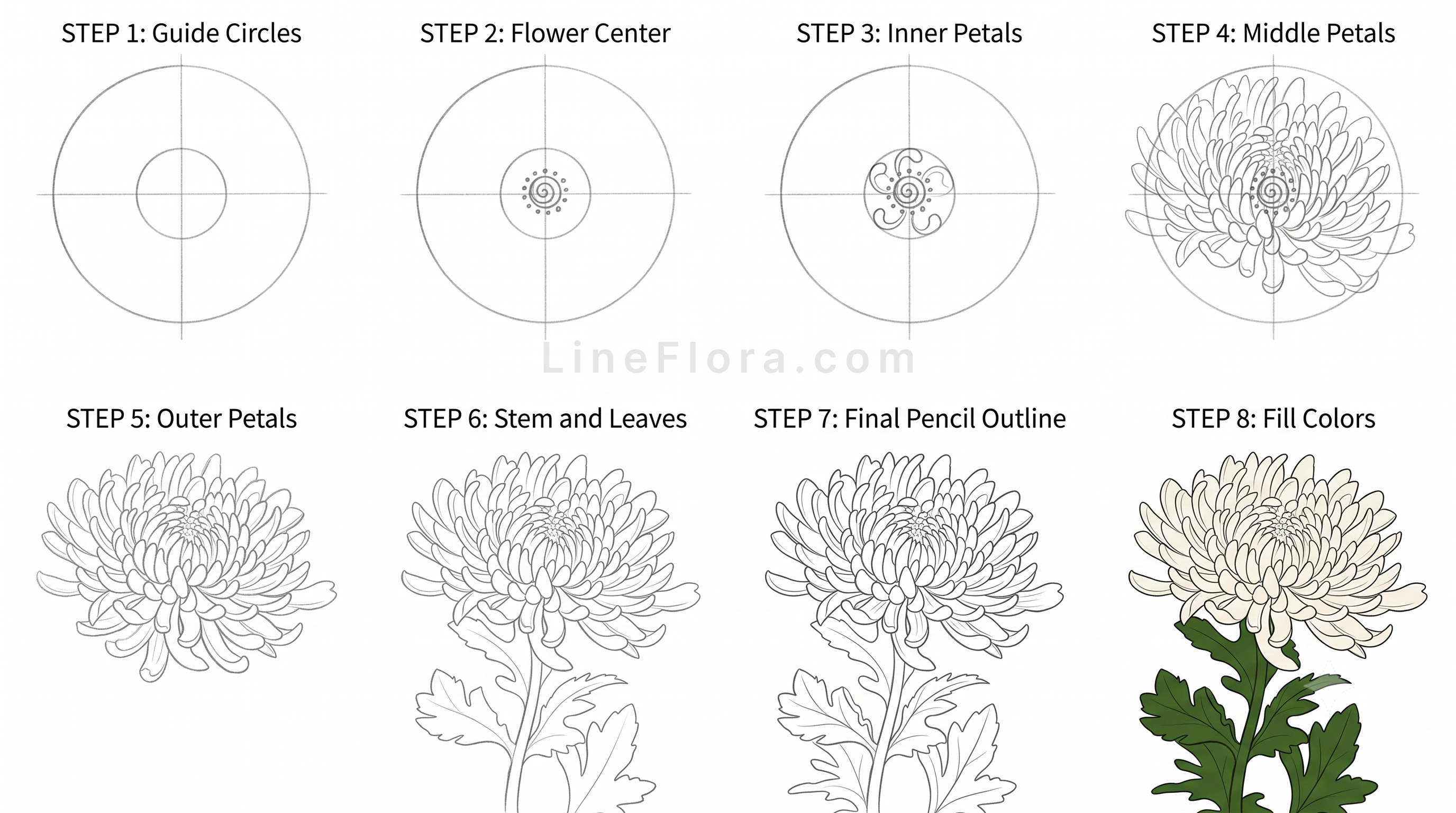 Chrysanthemum
