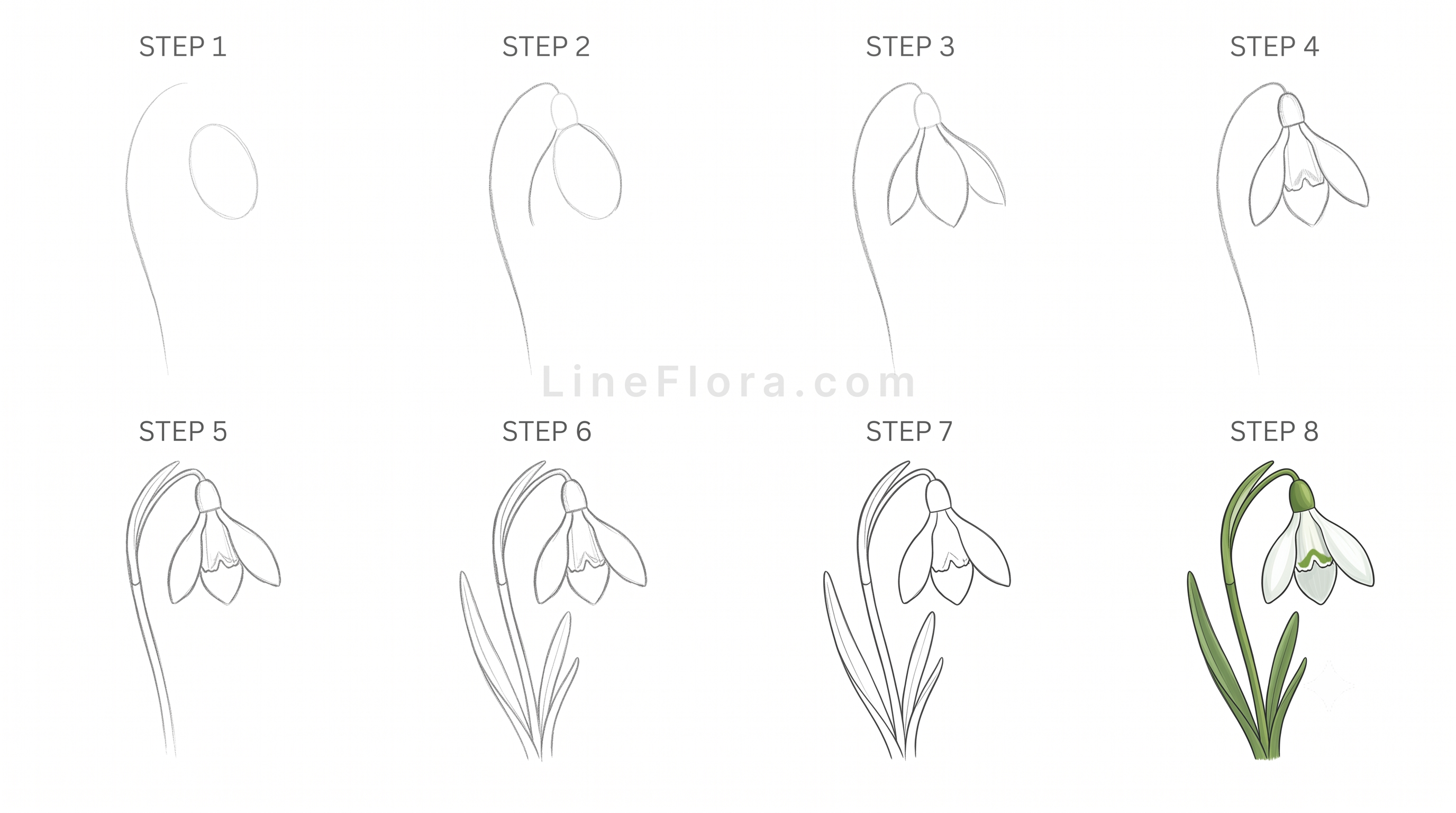 Snowdrop