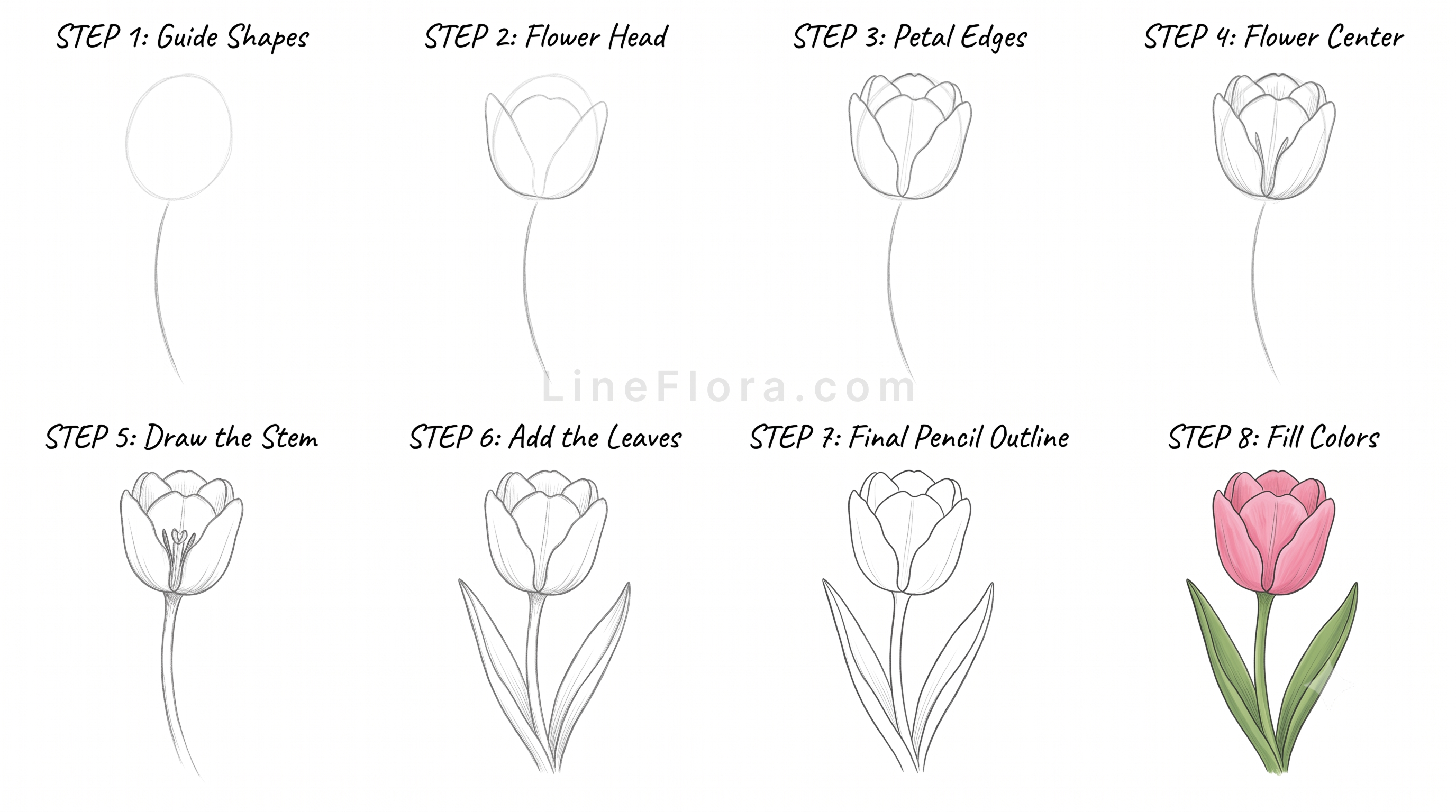 Tulip